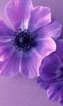 pic for Violet Flowers 768x1280